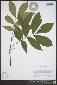 Carya pallida image