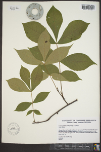 Carya pallida image