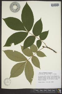 Carya pallida image