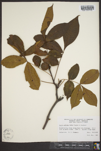 Carya pallida image