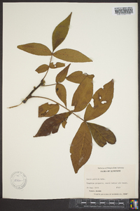 Carya pallida image