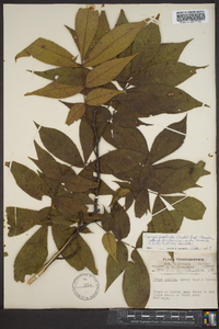 Carya pallida image