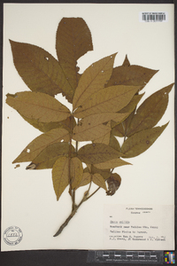 Carya pallida image