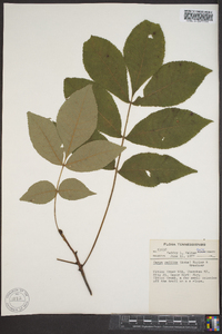 Carya pallida image