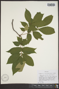 Carya pallida image