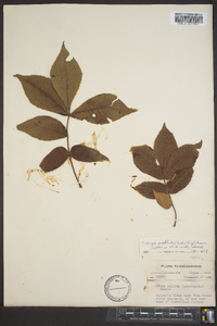 Carya pallida image