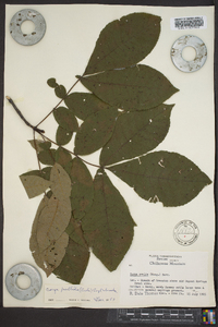 Carya pallida image