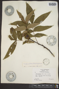 Carya pallida image