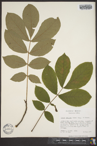 Carya pallida image