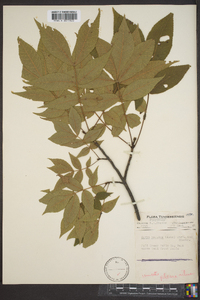 Carya pallida image