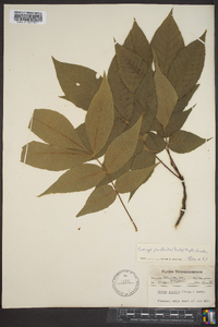 Carya pallida image