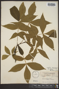 Carya pallida image