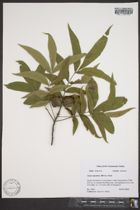 Carya aquatica image