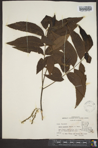 Carya aquatica image
