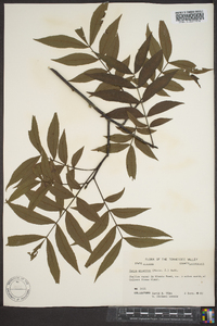 Carya aquatica image