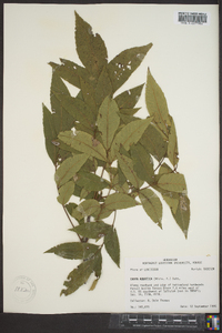 Carya aquatica image