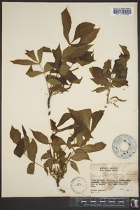 Carya buckleyi image