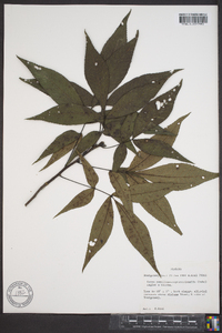 Carya buckleyi image