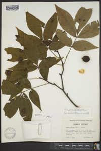 Carya glabra var. glabra image