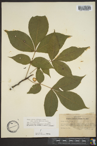 Carya glabra var. glabra image