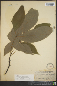 Carya glabra var. glabra image