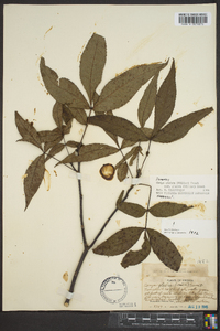 Carya glabra var. glabra image