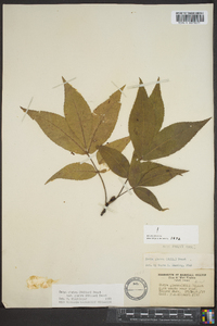 Carya glabra var. glabra image