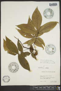 Carya glabra var. glabra image