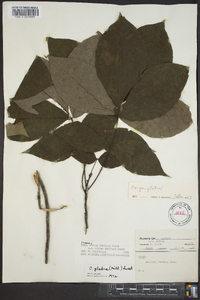 Carya glabra var. glabra image