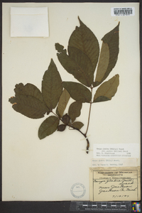 Carya glabra var. glabra image