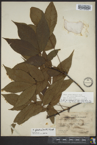 Carya glabra var. glabra image