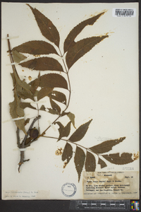 Carya illinoinensis image