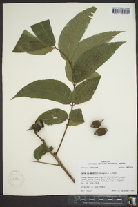 Carya illinoinensis image