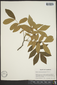 Carya myristiciformis image