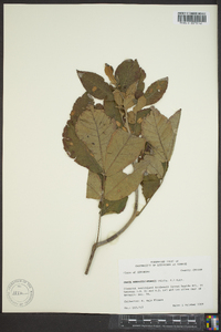 Carya myristiciformis image