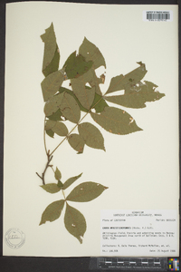 Carya myristiciformis image