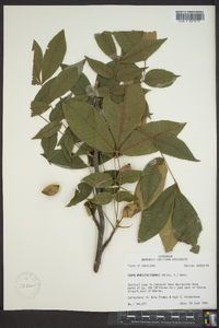 Carya myristiciformis image