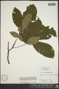 Carya ovalis image