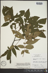 Carya pallida image