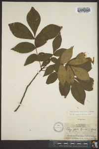 Carya pallida image