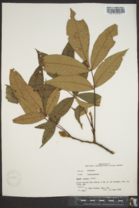 Carya texana image