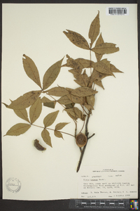 Carya texana image