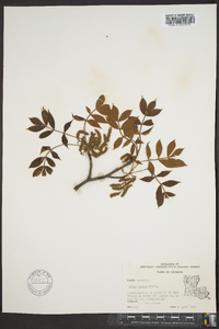 Carya texana image