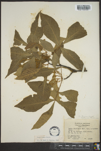 Carya texana image