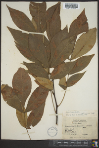 Carya texana image