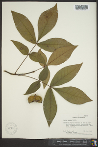 Carya texana image