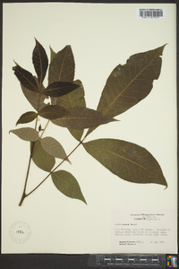 Carya texana image