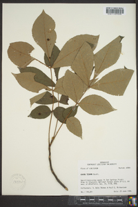 Carya texana image