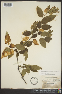 Carpinus caroliniana var. virginiana image