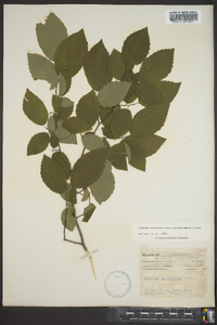 Carpinus caroliniana var. virginiana image